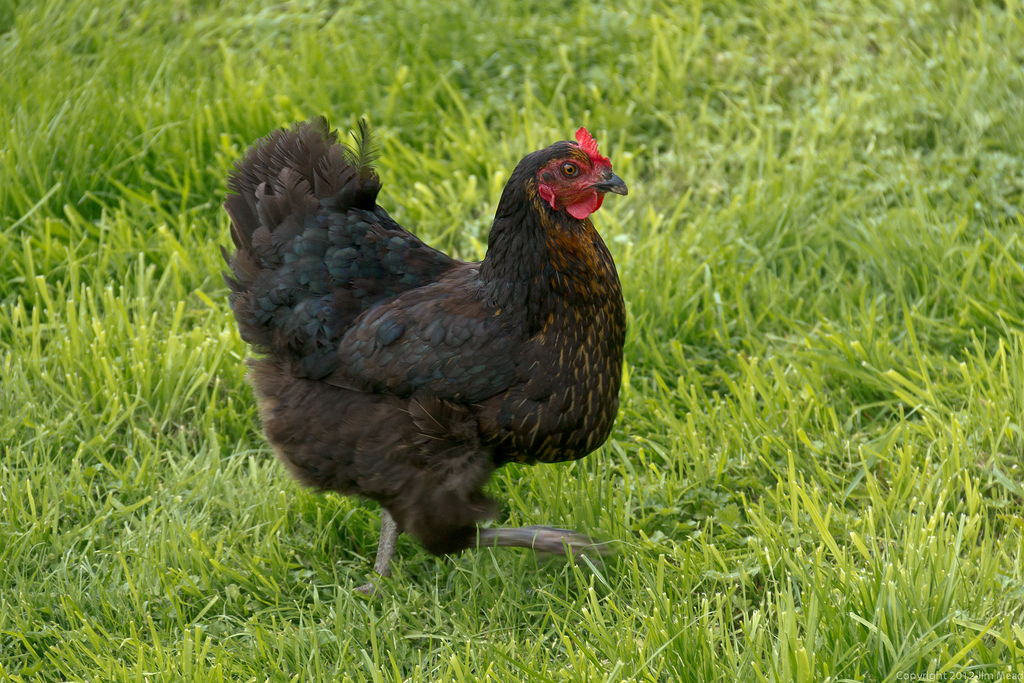 Молодой кур. Хобби куры. Buckeye Chicken. Chicken School.