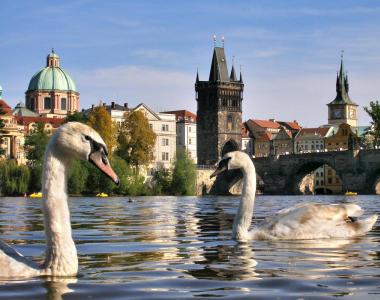Pražské labutě Kde jsou v Praze labutě