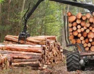 Tahapan kegiatan penebangan kayu